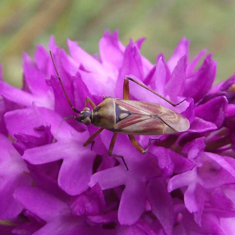 Calocoris roseomaculatus